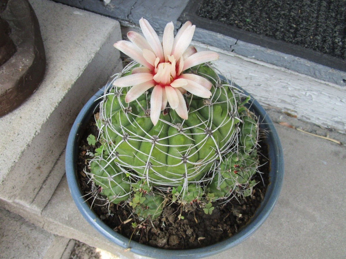 Blooming Cactus with New Babies ThriftyFun