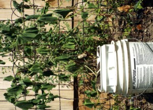 droopy vine growing in 5 gallon bucket