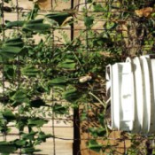 droopy vine growing in 5 gallon bucket