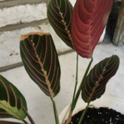 dark green leaves with red veins and red underside