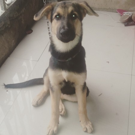 GSD with floppy ears