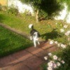 black and white dog on garden walkway