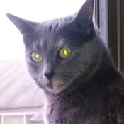 dark gray or black cat