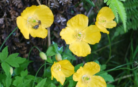 yellow poppies