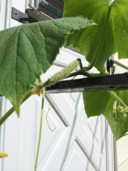 Hand Pollinating Vegetable Plants