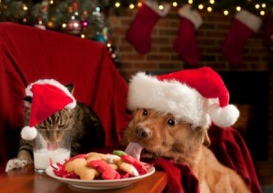 Dog and cat in santa hats.  Dog is licking the plate of cookies left out for Santa and the cat is drinking the milk.