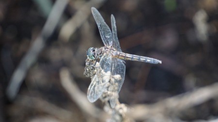 beautiful closeup of a dragonfly