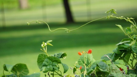 bean plant reaching out