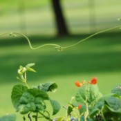 bean plant reaching out