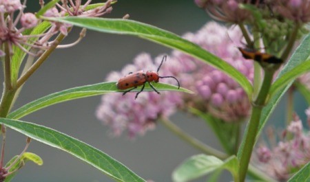 long bodied orange bug with black spots