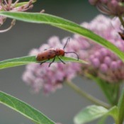 long bodied orange bug with black spots