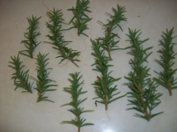 rosemary branches