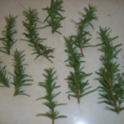 rosemary branches