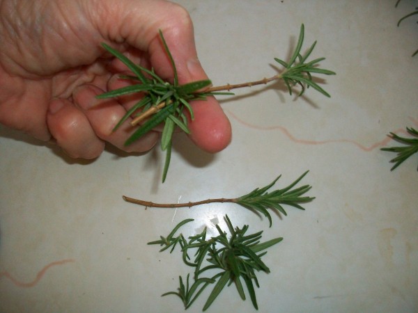 Natural Rosemary Breath Fresheners