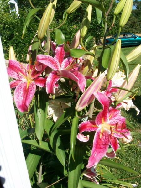 Dad's Lilies