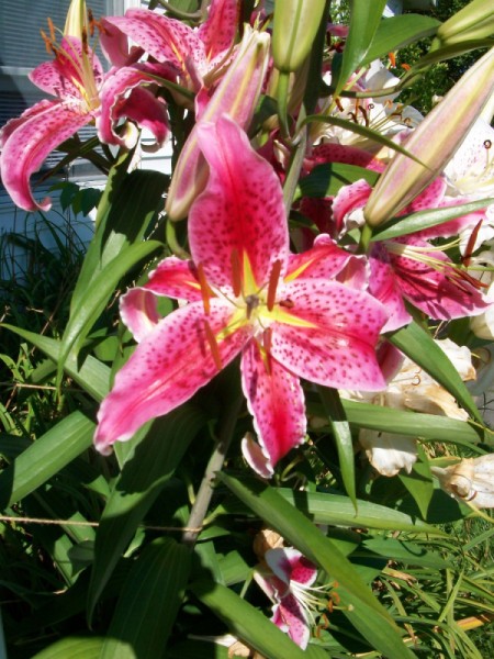 Dad's Lilies