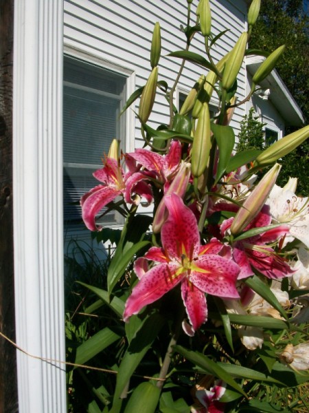 Dad's Lilies