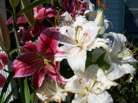 Dad's Lilies