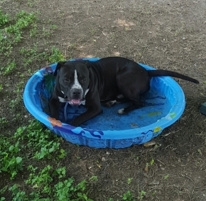 black and white dog in wading pool