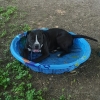 black and white dog in wading pool