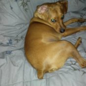 tan dog lying down