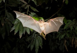 Uplit bat flying in the night
