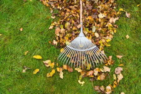 Fall Leaves on lawn being raked into a pile