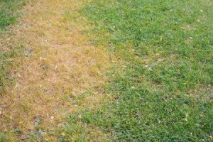 Lawn with dead grass