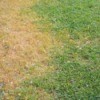 Lawn with dead grass