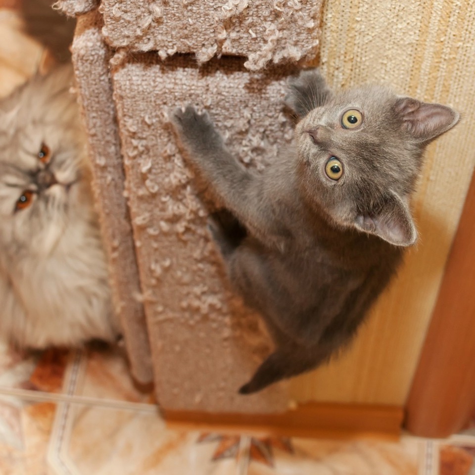 Cat Scratching Woodwork ThriftyFun