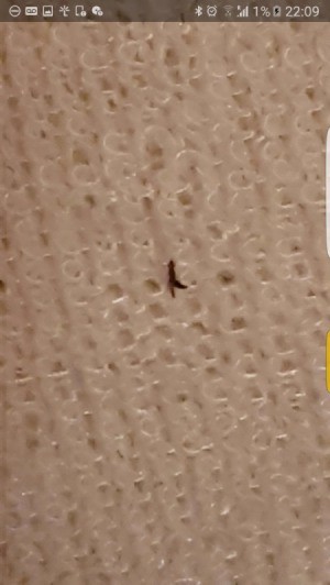dark colored bug on tan background