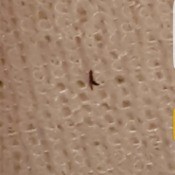 dark colored bug on tan background
