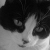 closeup of black and white kitten