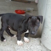 black puppy with white chest and feet