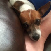 House Trained Dogs Going Inside