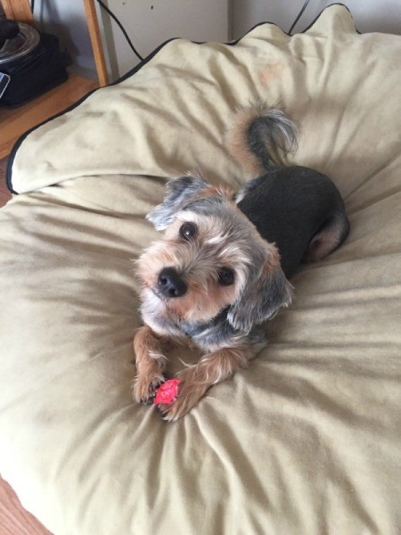 House Trained Dogs Going Inside