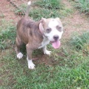 white and brindle dog