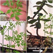 thin new plants growing from dead stalk