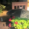 umbrella shading geraniums