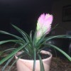 pink flowering houseplant