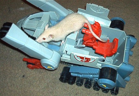 Matthias a white rat on a toy tank