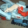 Matthias a white rat on a toy tank