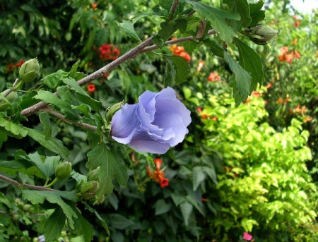 Purple Rose of Sharon blossom