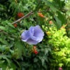 Purple Rose of Sharon blossom