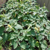 plant with closed tubular flowers