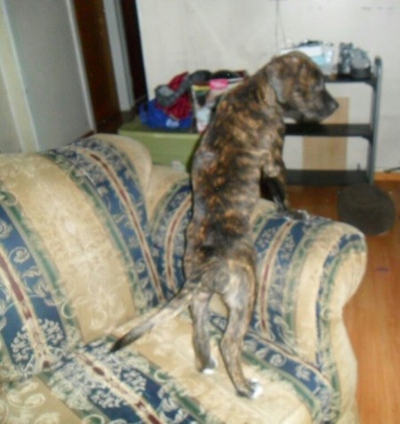 brindle puppy on couch