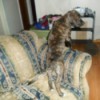 brindle puppy on couch