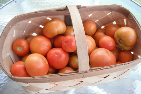 Save Egg Shells for Planting Tomatoes