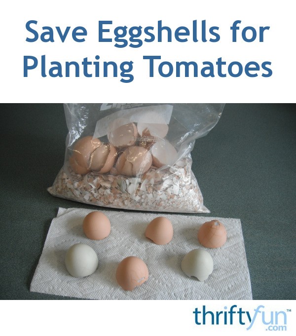Save Egg Shells for Planting Tomatoes ThriftyFun