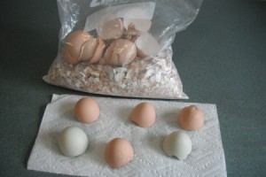 drying shells and bag of crushed shells